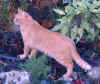 El Bello Igor