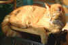 The beau Igor (April 2003)