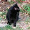 �Ya me gustan las gatas!