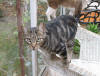 Tigre