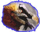 Quebrantahuesos (Gypaetus Barbatus)
